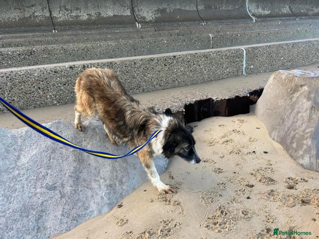 Mixed Breed dogs for adoption: Hilda - Norwich Norfolk  - Image 32