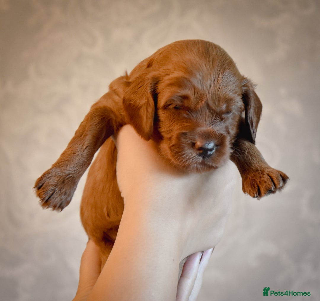 Cockapoo dogs for sale: Beautiful Cockapoo Puppies - Ready mid December - Image 4