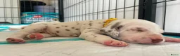 Dalmatian dogs for sale: Exceptional KC Liver Spotted Dalmatian Puppies - Advert 13