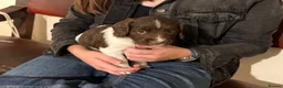 English Springer Spaniel dogs for sale: English Springer Spaniel pups, KC registered  - Advert 11
