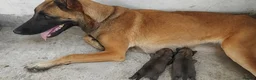 Belgian Shepherd Dog dogs for sale: Belgium Malinois × Czech Shepherd Puppies - Advert 8