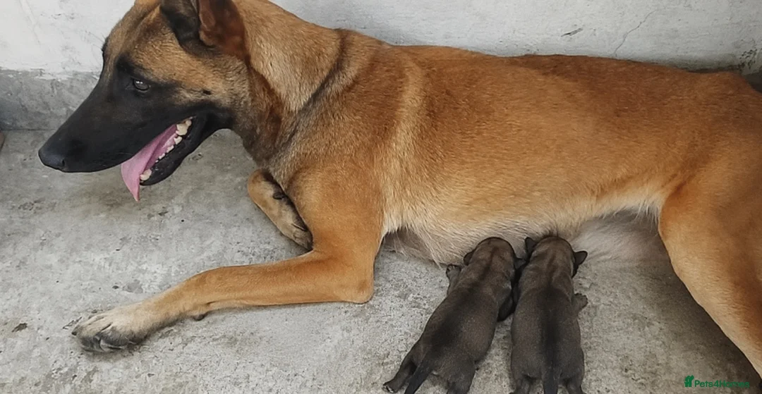 Belgian Shepherd Dog dogs for sale: Belgium Malinois × Czech Shepherd Puppies - Advert 8