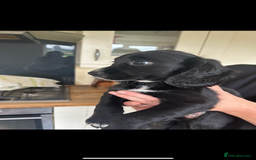 Cocker Spaniel dogs for sale: Excellent pedigree working Cocker Spaniel puppies - Image 14