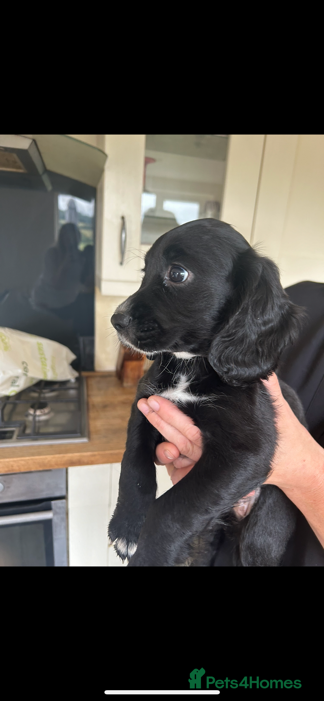Cocker Spaniel dogs for sale: Excellent pedigree working Cocker Spaniel puppies - Image 14