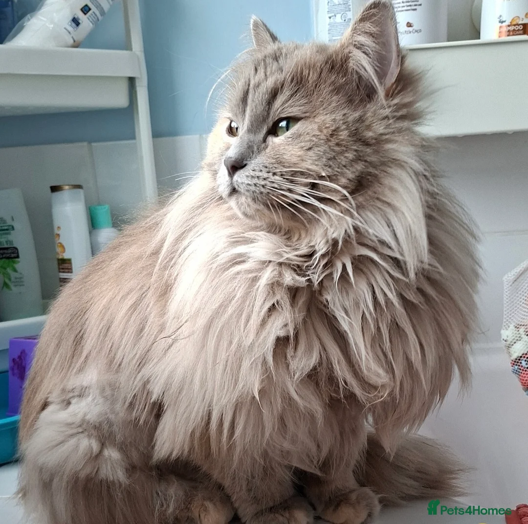 Mixed Breed cats for sale: Maincoon-Ragdoll mix - Advert 1