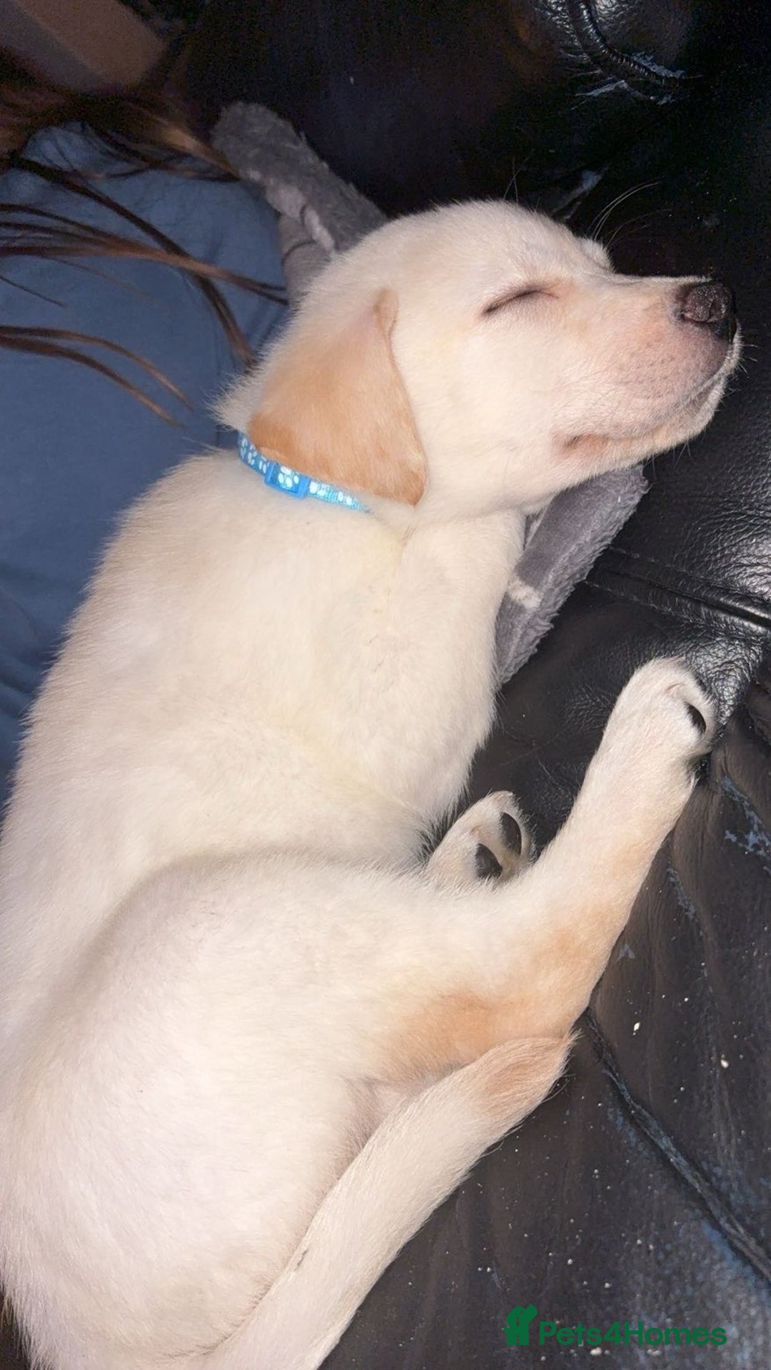 Mixed Breed dogs for sale: Male Huskador puppy  - Advert 2