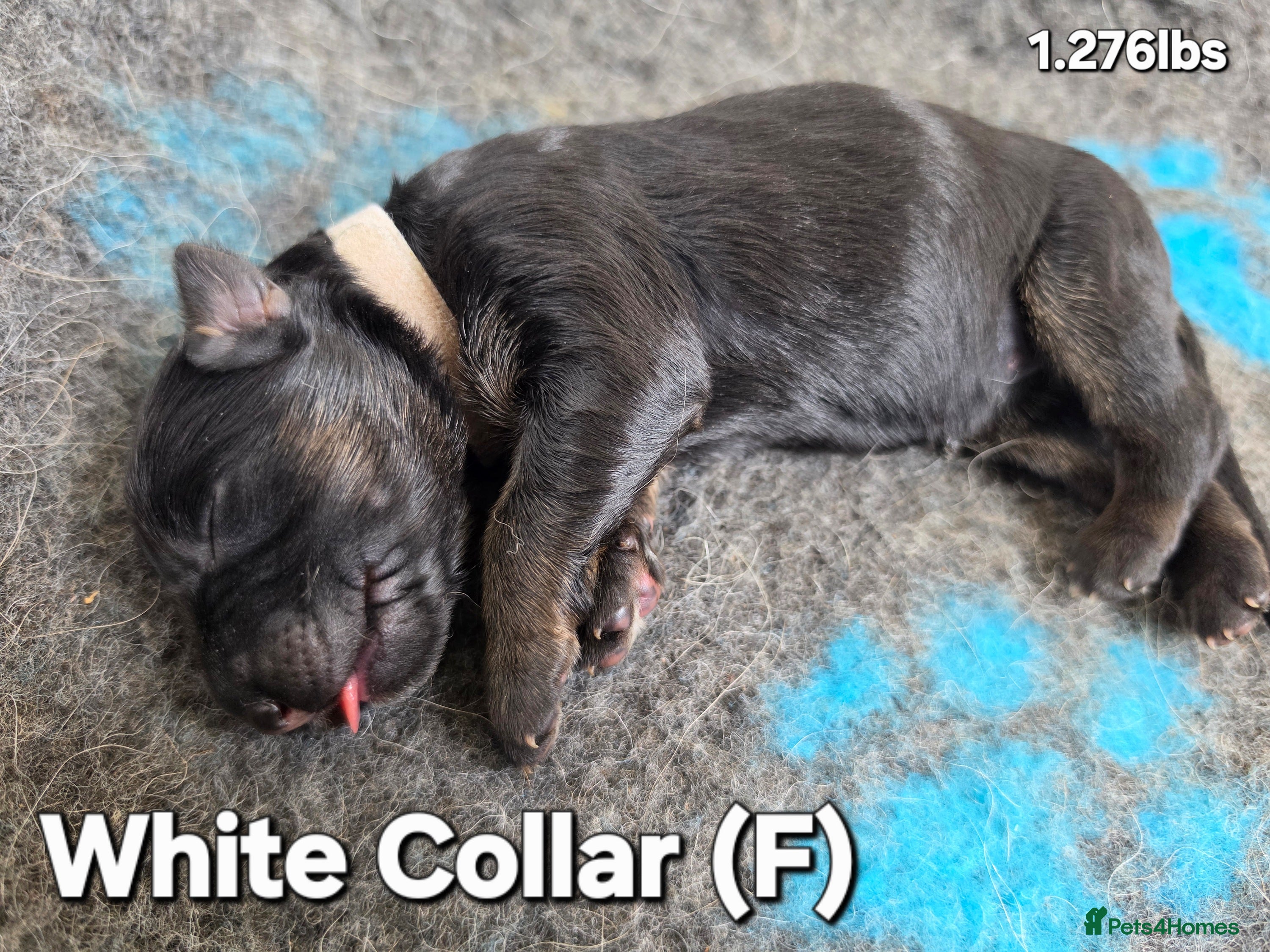 German Shepherd dogs 3 healthy straight back GSP males - Advert 2