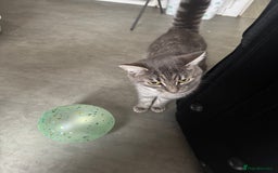 Mixed Breed cats for sale: Cat for sale  - Image 1