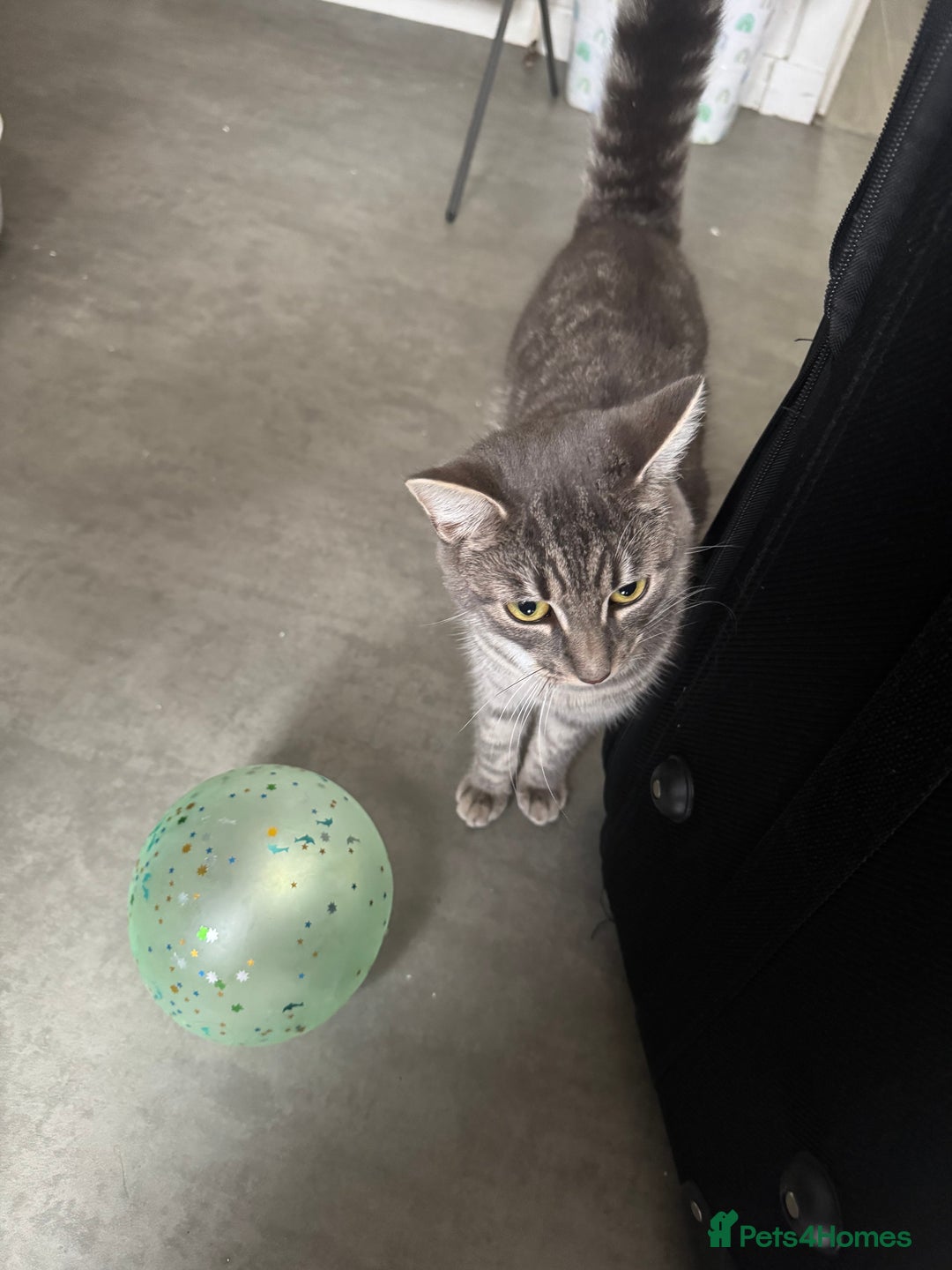 Mixed Breed cats for sale: Cat for sale  - Image 1