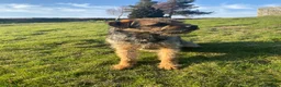 Border Terrier dogs for stud: Benji - Proven Border Terrier for stud - Advert 6
