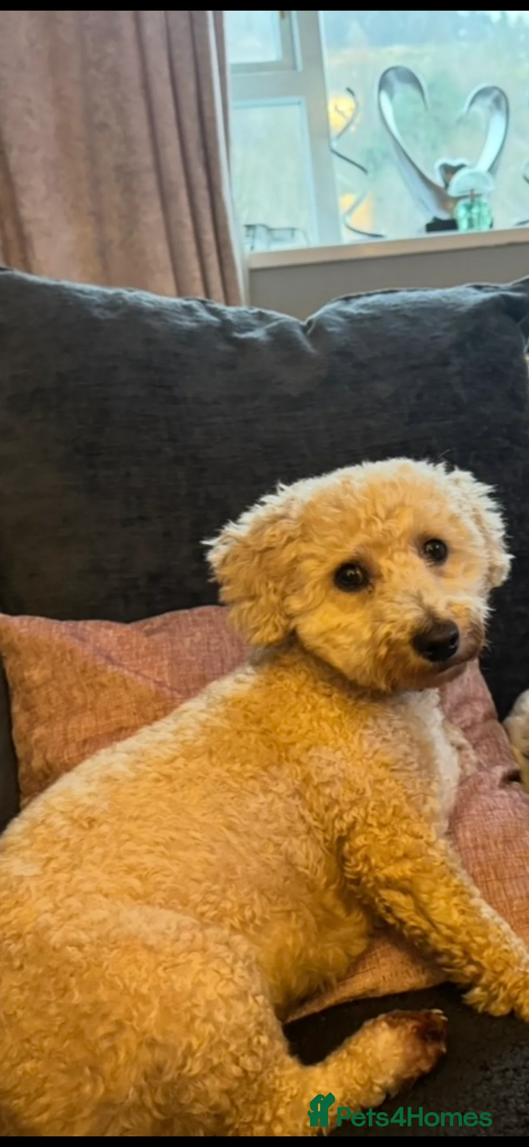 Poochon dogs for sale: Teddy- female Poochon - Advert 1