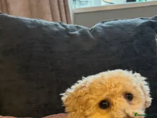 Poochon dogs Teddy- female Poochon - Advert 5