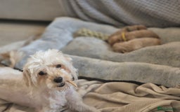 Maltipoo dogs for sale: Maltipoo Puppies  - Image 3