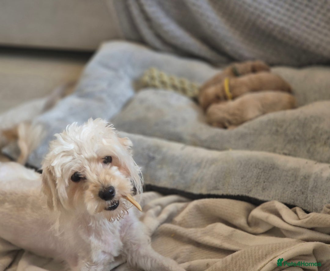 Maltipoo dogs for sale: Maltipoo Puppies  - Image 3