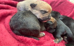 Mixed Breed dogs for sale: Malkita puppies 4 boys  - Image 6