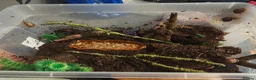 Snails invertebrates for sale: Native UK Snails bioactive tank in Barnsley - Advert 2