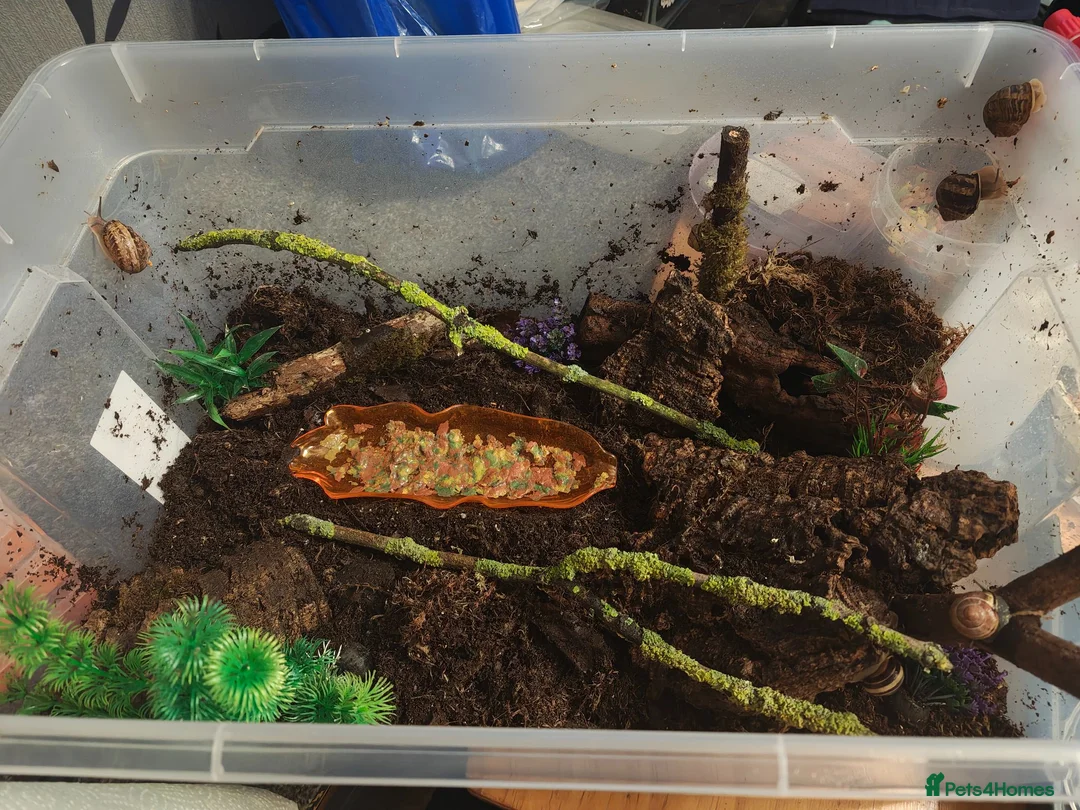 Snails invertebrates for sale: Native UK Snails bioactive tank in Barnsley - Advert 2
