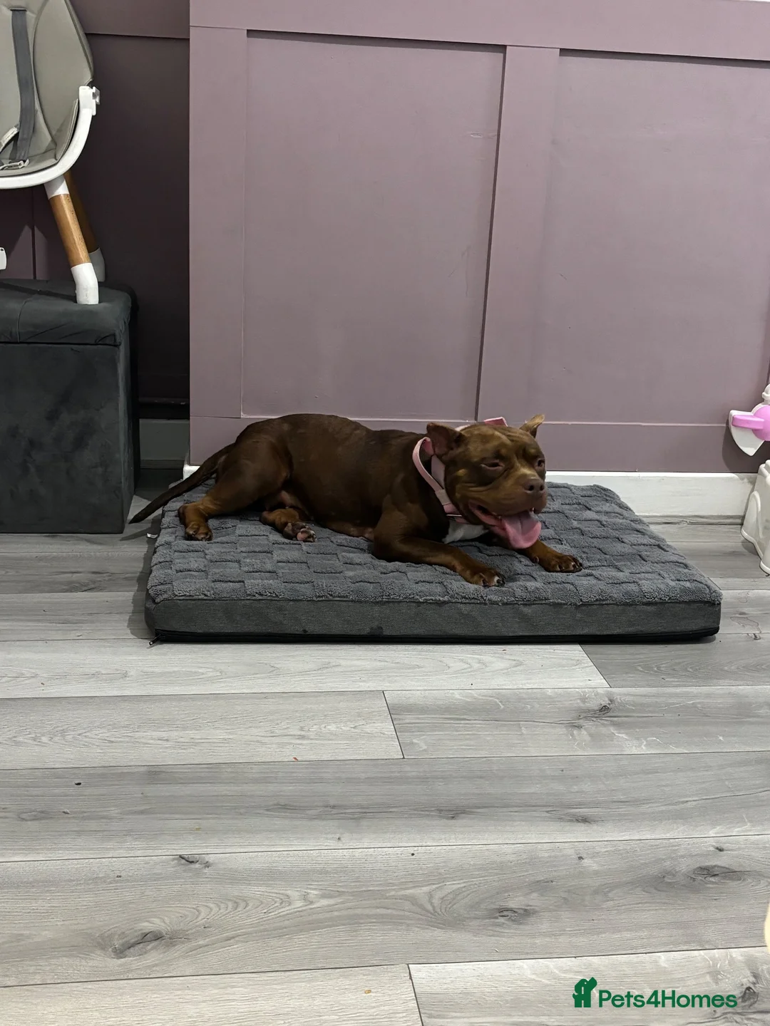 American Bull Staffy dogs for sale: Urgent rehoming needed  in Bolton - Advert 2