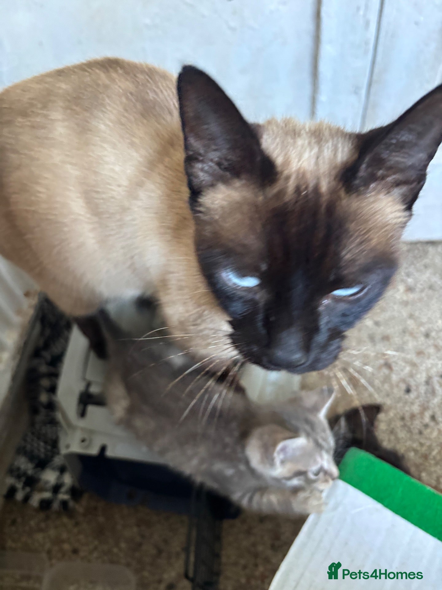 Mixed Breed cats for sale: Beautiful half Siamese Kittens  - Advert 10