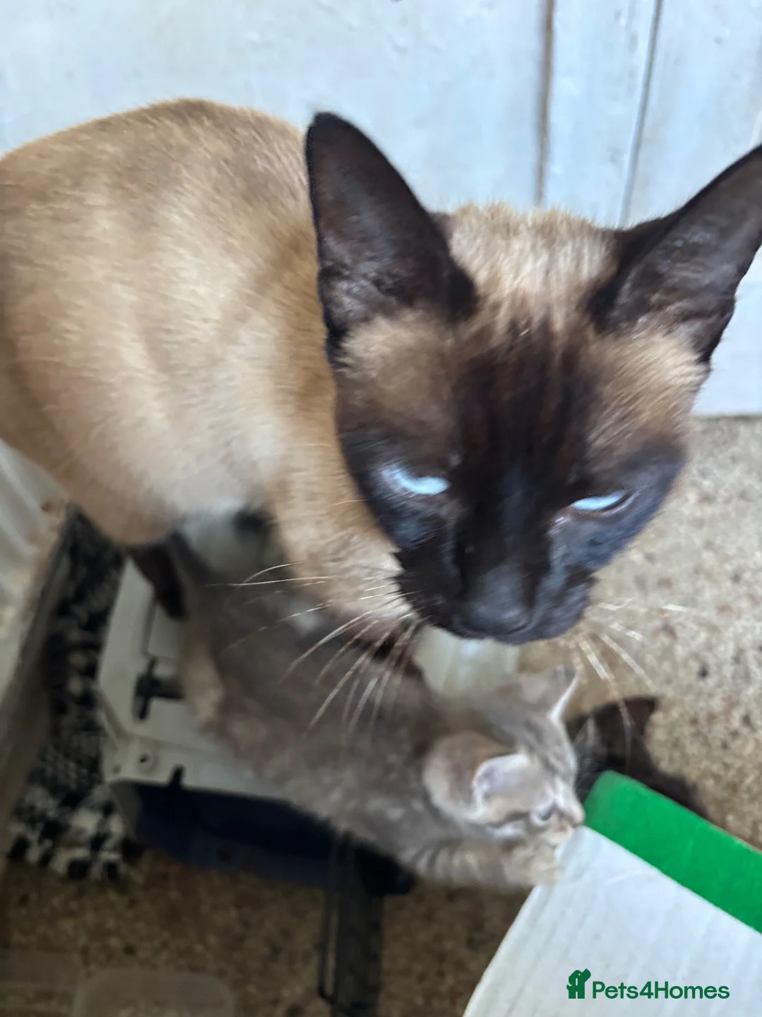 Mixed Breed cats for sale: Beautiful half Siamese Kittens  - Advert 1
