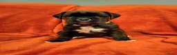 Boxer dogs for sale:  Beautiful Bobtail/ tailed boxer puppy - Advert 4