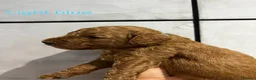 Double Doodle dogs for sale: Rare Australian Double Doodle Puppies - Advert 19