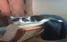 Mixed Breed cats for sale: Kitty  - Image 2