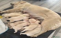 Golden Retriever dogs for sale: Golden Retriever Puppies 4 boys & 3 girls  - Image 13