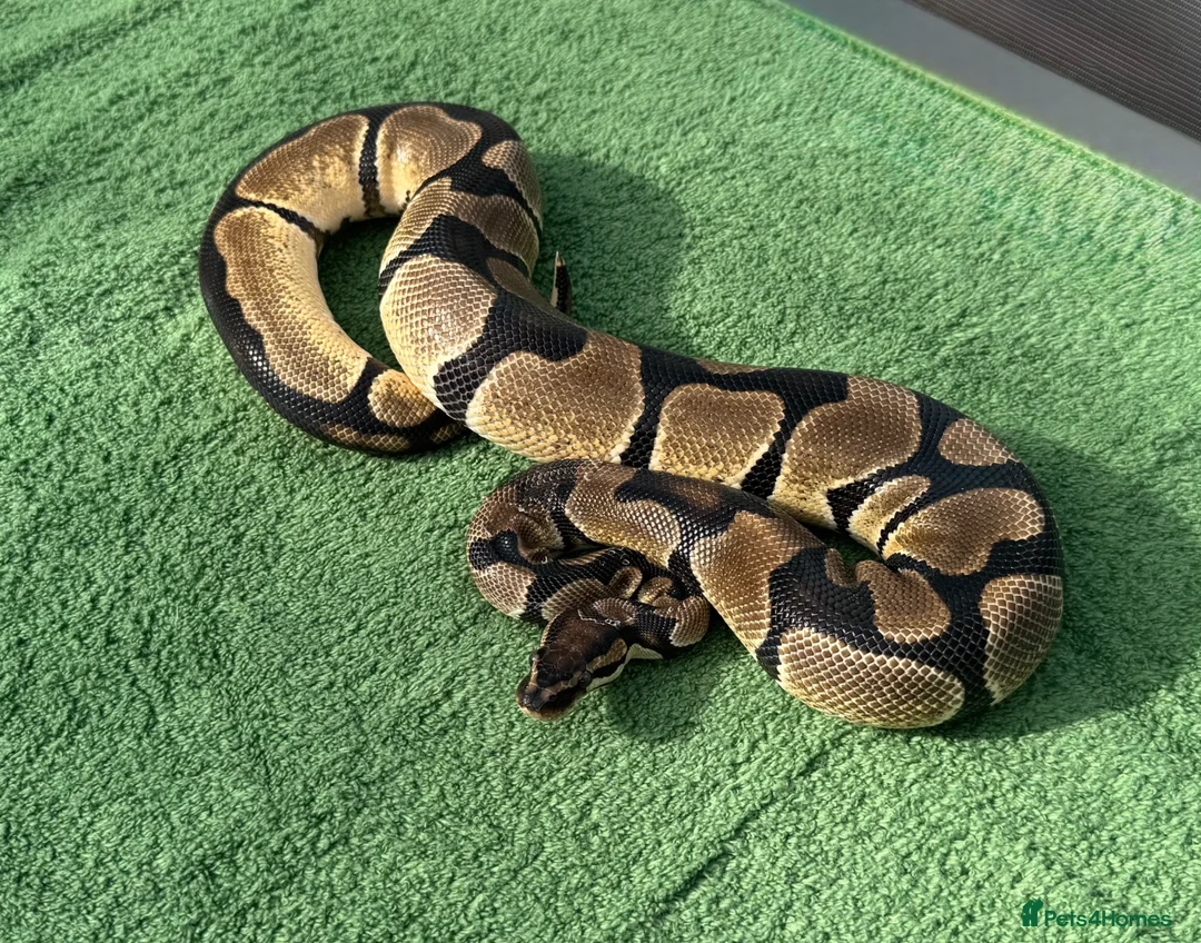 Python Snake reptiles for sale: Super Orange Dream - Advert 2
