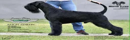 Giant Schnauzer dogs for sale: PrimaVista Giant Schnauzers in Wisbech - Advert 4