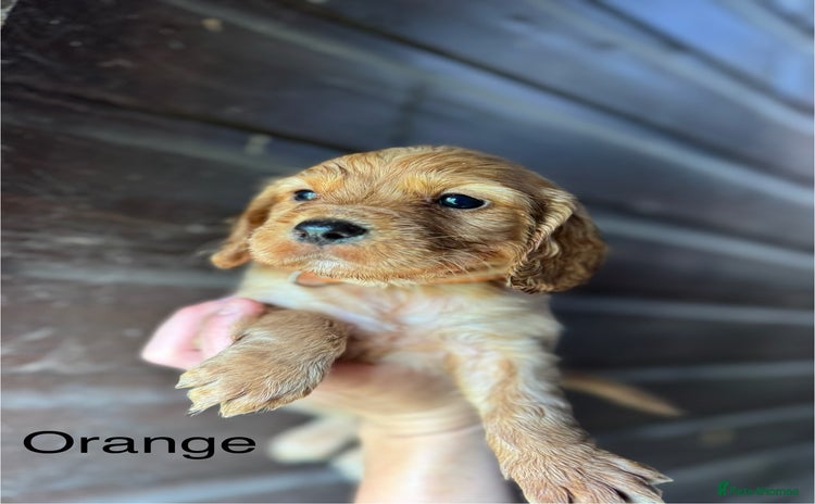 Cocker Spaniel dogs - Advert 2