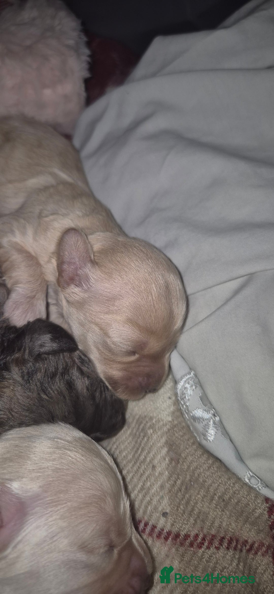 Mixed Breed dogs for sale: Gorgeous cavapoochon puppies - Image 25