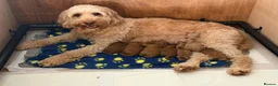 Cockapoo dogs for sale: F1b cockerpoo puppy’s  - Advert 10