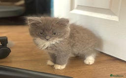 Exotic cats for sale: Exotic X Silver Tabby Fur Babies - Image 28