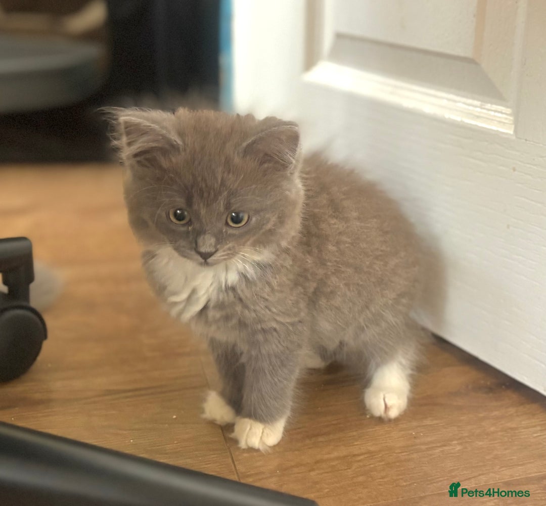Exotic cats for sale: Exotic X Silver Tabby Fur Babies - Image 28