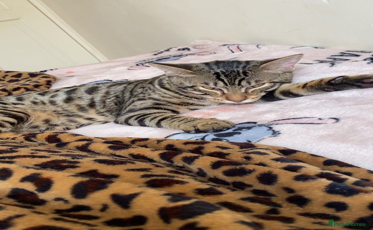 Bengal cats - Advert 1