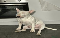 Bull Terrier dogs for sale: Bull Terrier Puppies - Image 10