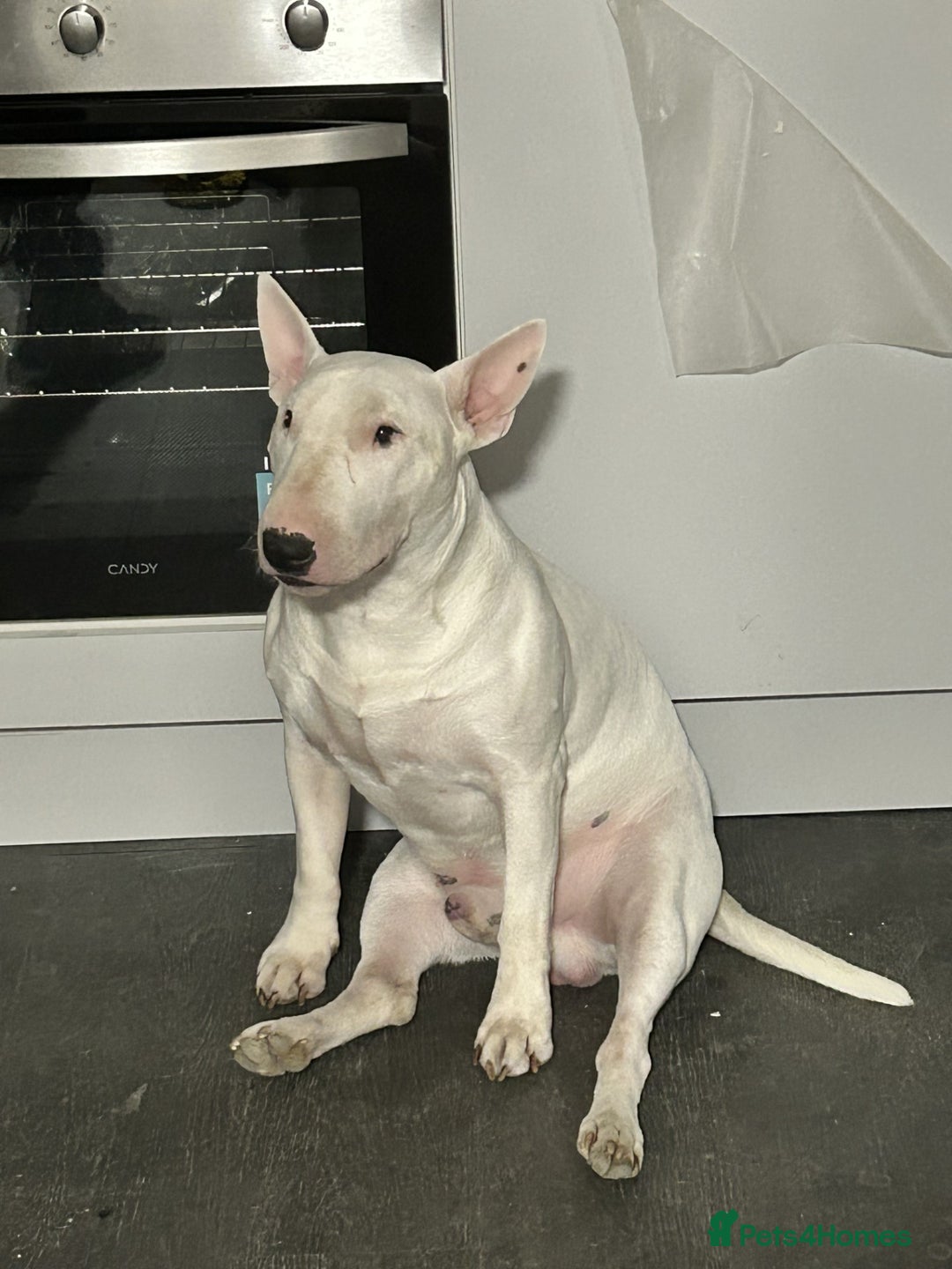 Bull Terrier dogs for sale: Bull Terrier Puppies - Image 10