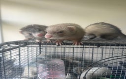 Ferret rodents for sale: Different ferret kits available  - Image 11