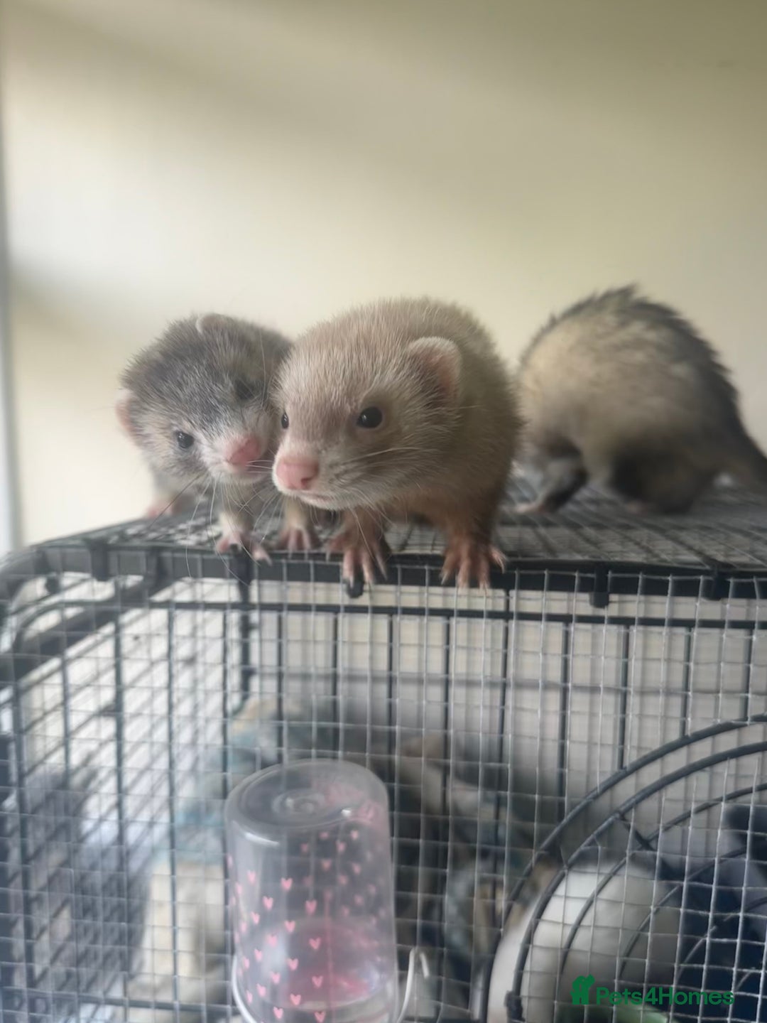Ferret rodents for sale: Different ferret kits available  - Image 11