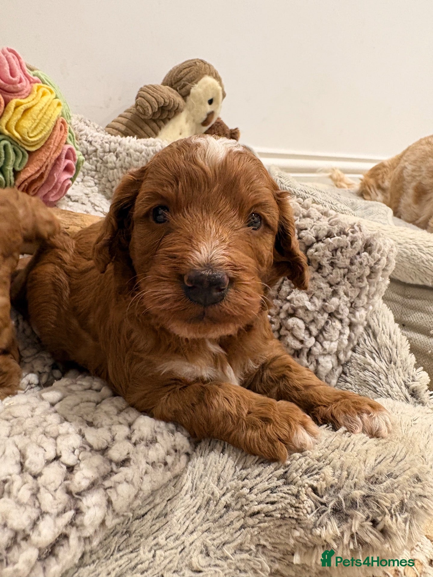 Cockapoo dogs Newborn F1 Toy show Cockapoo pups DNA tests - Advert 2