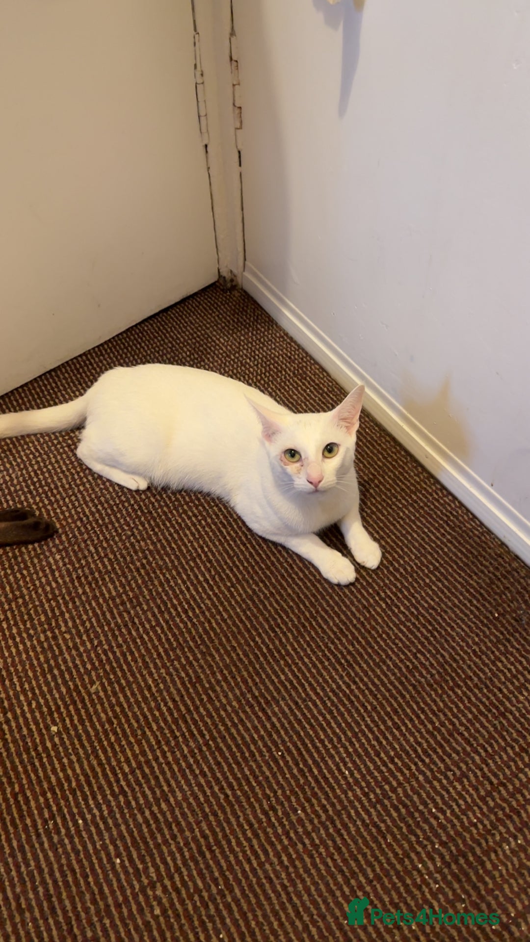 Siamese cats for sale: Siamese x Khao Manee & RagDoll Kittens - Advert 3