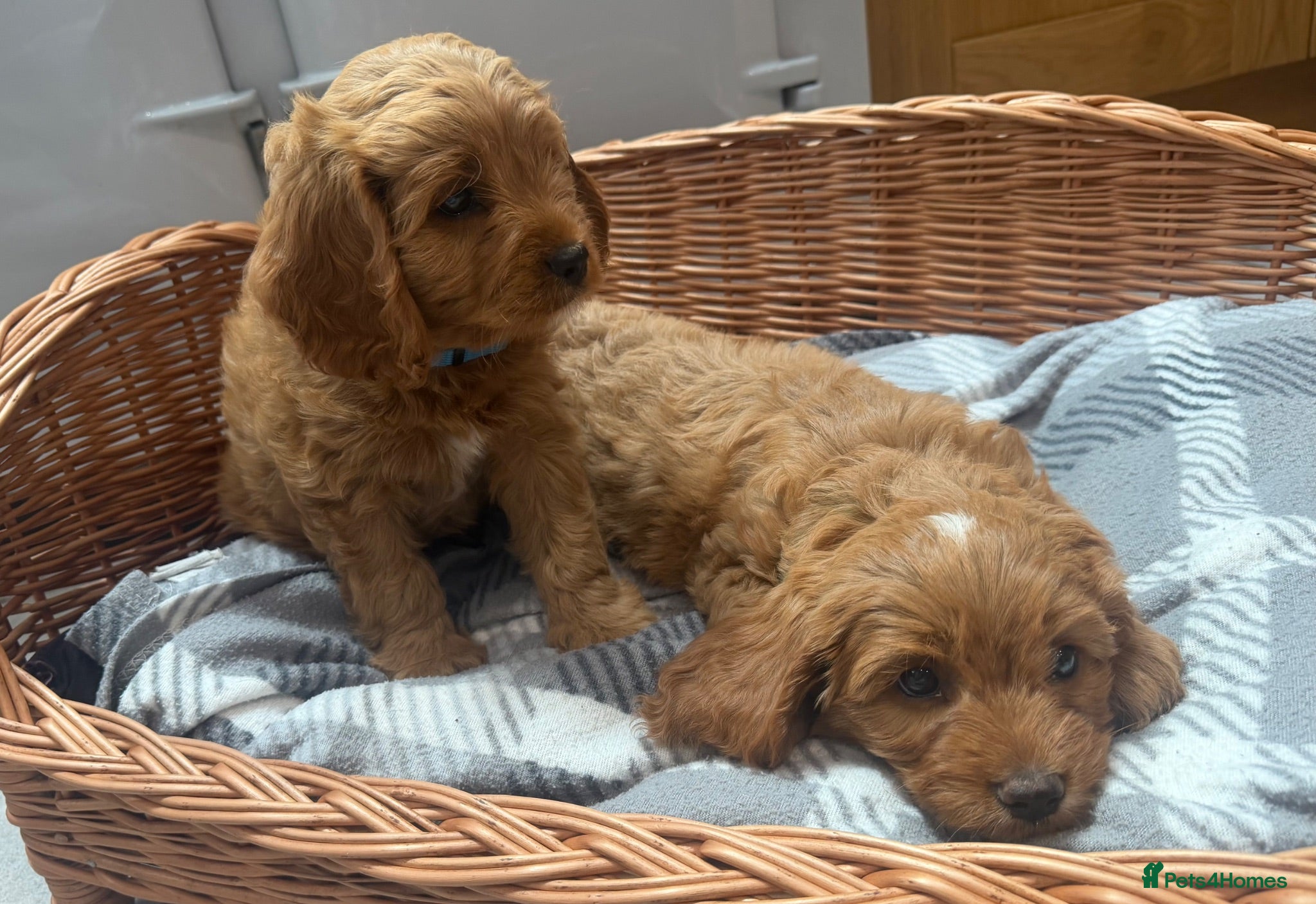 Cavapoo dogs Cavapoo puppies READY NOW - Advert 2