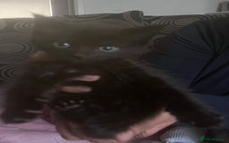 British Longhair cats for sale: 4 beautiful kittens  - Advert 4