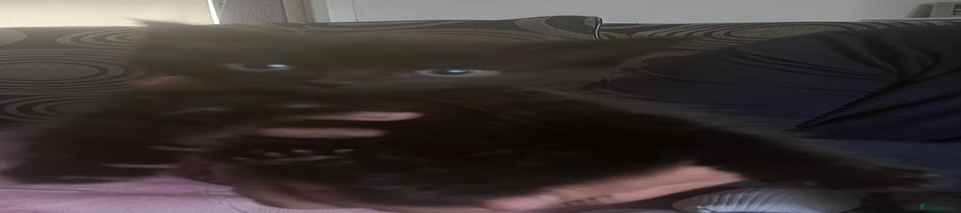 British Longhair Kitten 4