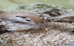 Gerbil rodents for sale: Single male gerbil  - Image 2