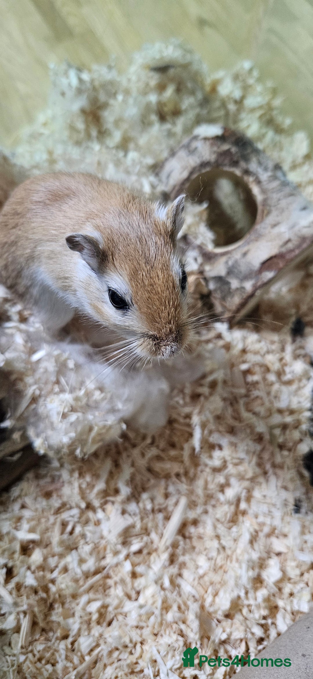 Gerbil rodents for sale: Single male gerbil  - Image 2