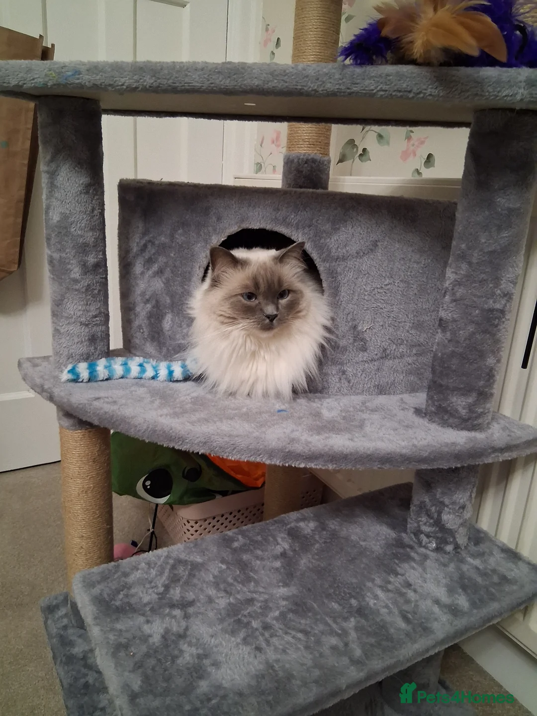 Ragdoll cats for sale: Beautiful 5 year old female Ragdoll - Advert 1