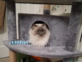 Ragdoll cats Beautiful 5 year old female Ragdoll - Advert 6