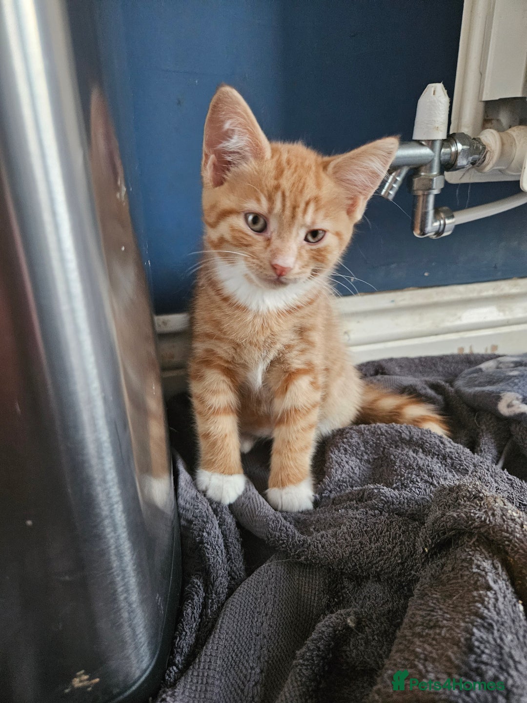 Domestic Shorthair cats for sale: 2 cute kittens - Image 2